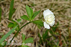C194176: Eisenhutblättriger Hahnenfuss (Ranunculus aconitifolius)