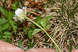C194198: Eisenhutblättriger Hahnenfuss (Ranunculus aconitifolius)