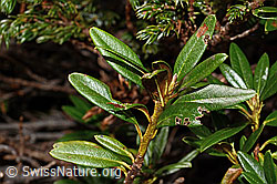 Rostblättrige Alpenrose (Rhododendron ferrugineum) (C194295) Rostblättrige Alpenrose (Rhododendron ferrugineum) (C194295)