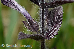 Alpenhelm (Bartsia alpina) (C194412) Alpenhelm (Bartsia alpina) (C194412)