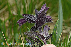 Alpenhelm (Bartsia alpina) (C194414) Alpenhelm (Bartsia alpina) (C194414)