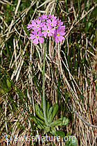 Mehl-Primel (Primula farinosa) (C194449) Mehl-Primel (Primula farinosa) (C194449)