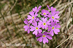 Mehl-Primel (Primula farinosa) (C194451) Mehl-Primel (Primula farinosa) (C194451)