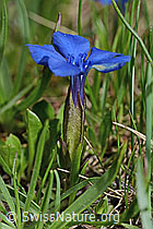 Frühlings-Enzian (Gentiana verna) (C194456)