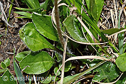Alpenmasslieb (Aster bellidiastrum) (C194512) Alpenmasslieb (Aster bellidiastrum) (C194512)