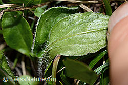 Alpenmasslieb (Aster bellidiastrum) (C194515) Alpenmasslieb (Aster bellidiastrum) (C194515)
