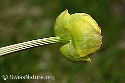 Trollblume (Trollius europaeus) (C194567) Trollblume (Trollius europaeus) (C194567)