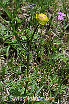 Trollblume (Trollius europaeus) (C194572) Trollblume (Trollius europaeus) (C194572)