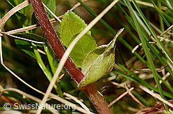 Foto: Alpenlattich (Homogyne alpina)