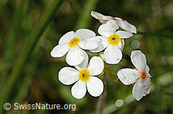 C195093: Bewimperter Mannsschild (Androsace chamaejasme)