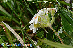 C195096: Bewimperter Mannsschild (Androsace chamaejasme)