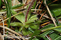 C195097: Bewimperter Mannsschild (Androsace chamaejasme)