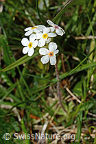 C195099: Bewimperter Mannsschild (Androsace chamaejasme)