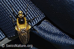 C195222: Hummel-Waldschwebfliege (Volucella bombylans var. plumata)