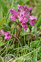 C195289: Quirlblättriges Läusekraut (Pedicularis verticillata)