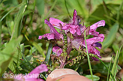 C195291: Quirlblättriges Läusekraut (Pedicularis verticillata)