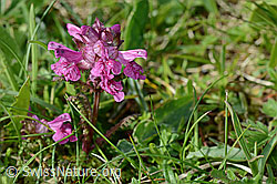 C195293: Quirlblättriges Läusekraut (Pedicularis verticillata)