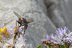 Foto: Nowickia ferox (Raupenfliege) auf Herzblättrige Kugelblume (Globularia cordifolia)