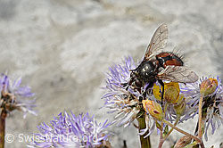 Foto: Nowickia ferox (Raupenfliege) auf Herzblättrige Kugelblume (Globularia cordifolia)