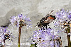 Foto: Nowickia ferox (Raupenfliege) auf Herzblättrige Kugelblume (Globularia cordifolia)