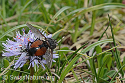Foto: Nowickia ferox (Raupenfliege) auf Herzblättrige Kugelblume (Globularia cordifolia)