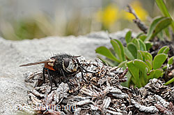 Foto: Nowickia ferox (Raupenfliege)