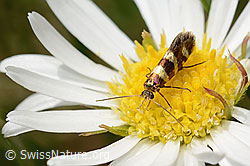 Foto: Bergwiesen-Urfalter (Micropterix allionella) auf Alpenmasslieb (Aster bellidiastrum)