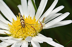 Foto: Bergwiesen-Urfalter (Micropterix allionella) auf Alpenmasslieb (Aster bellidiastrum)