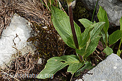 Foto: Berg-Baldrian (Valeriana montana)