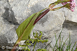 Foto: Berg-Baldrian (Valeriana montana)