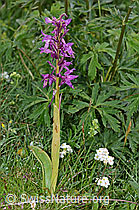 Männliches Knabenkraut (Orchis mascula) (C195462) Männliches Knabenkraut (Orchis mascula) (C195462)