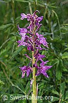 Männliches Knabenkraut (Orchis mascula) (C195463) Männliches Knabenkraut (Orchis mascula) (C195463)