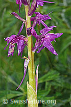 Männliches Knabenkraut (Orchis mascula) (C195464) Männliches Knabenkraut (Orchis mascula) (C195464)