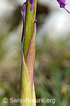Männliches Knabenkraut (Orchis mascula) (C195467) Männliches Knabenkraut (Orchis mascula) (C195467)