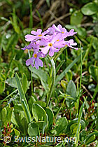 Mehl-Primel (Primula farinosa) (C195500) Mehl-Primel (Primula farinosa) (C195500)