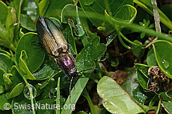 Kupferfarbener Kammhorn-Schnellkäfer (Ctenicera cuprea) (C195503) Kupferfarbener Kammhorn-Schnellkäfer (Ctenicera cuprea) (C195503)