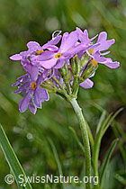 Mehl-Primel (Primula farinosa) (C195504) Mehl-Primel (Primula farinosa) (C195504)