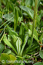 Mehl-Primel (Primula farinosa) (C195508) Mehl-Primel (Primula farinosa) (C195508)