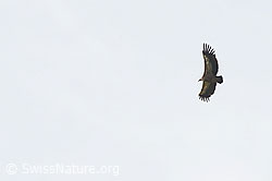 C195543: Gänsegeier (Gyps fulvus)