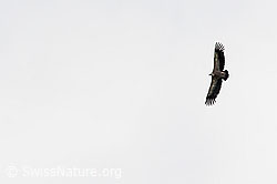 C195558: Gänsegeier (Gyps fulvus)
