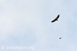 C195565: Gänsegeier (Gyps fulvus)