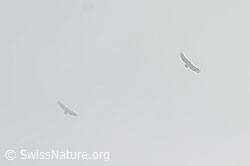 C195575: Gänsegeier (Gyps fulvus)