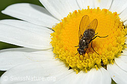 Foto: Limnophora triangula (Fliege) auf Gewöhnlicher Wiesen-Margerite (Leucanthemum vulgare)