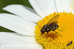 Foto: Limnophora triangula (Fliege) auf Gewöhnlicher Wiesen-Margerite (Leucanthemum vulgare)