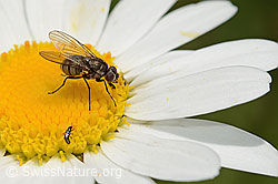 Foto: Limnophora triangula (Fliege) auf Gewöhnlicher Wiesen-Margerite (Leucanthemum vulgare)