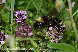 Wald-Kuckuckshummel (Bombus sylvestris) auf Vielhaarigem Thymian (Thymus praecox ssp. polytrichus) (26.06.2021, C195653)
