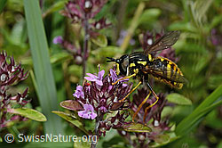 Gemeine Wespenschwebfliege (Chrysotoxum cautum)