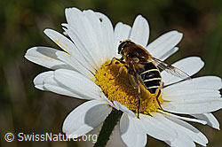 Foto: Glänzende Keilfleckschwebfliege (Eristalis rupium) auf Gewöhnlicher Wiesen-Margerite (Leucanthemum vulgare)