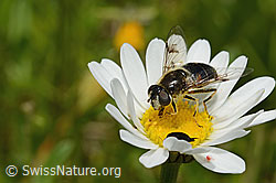 Foto: Glänzende Keilfleckschwebfliege (Eristalis rupium) auf Gewöhnlicher Wiesen-Margerite (Leucanthemum vulgare)