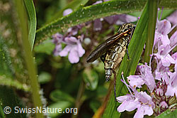 Gewürfelte Tanzfliege (Empis tesselata) auf Vielhaarigem Thymian (Thymus praecox ssp. polytrichus) (C195799) Gewürfelte Tanzfliege (Empis tesselata) auf Vielhaarigem Thymian (Thymus praecox ssp. polytrichus) (C195799)